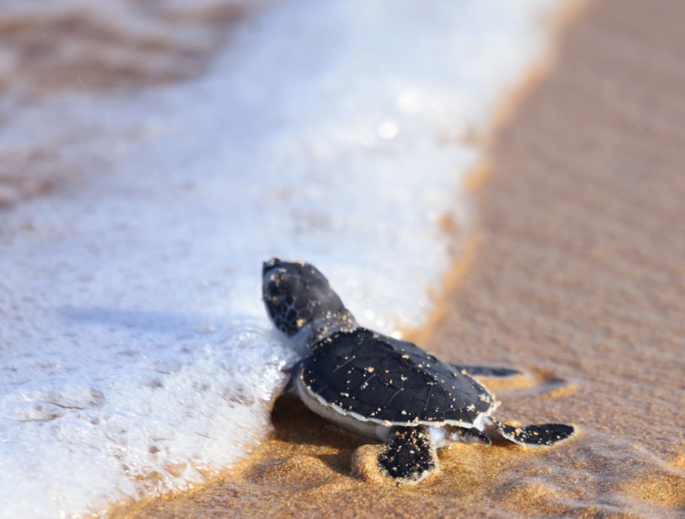 צבי ים משוחררים לחוף (צילום: שי קבסה רשות הטבע והגנים)