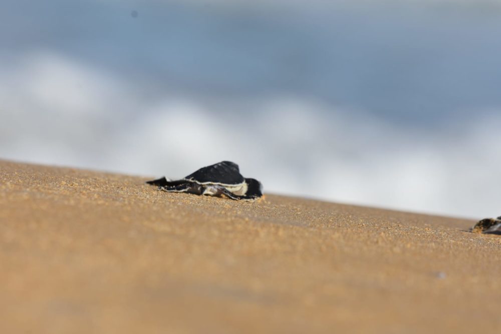 צבי ים משוחררים לחוף (צילום: שי קבסה רשות הטבע והגנים)