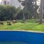 haipo news of haifa 140721 pigs 222(1)