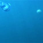 haipo news of haifa jelly fish 040721 (1)3