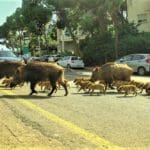 משפחות חזירים בחיפה (צילום: עומר מוזר)