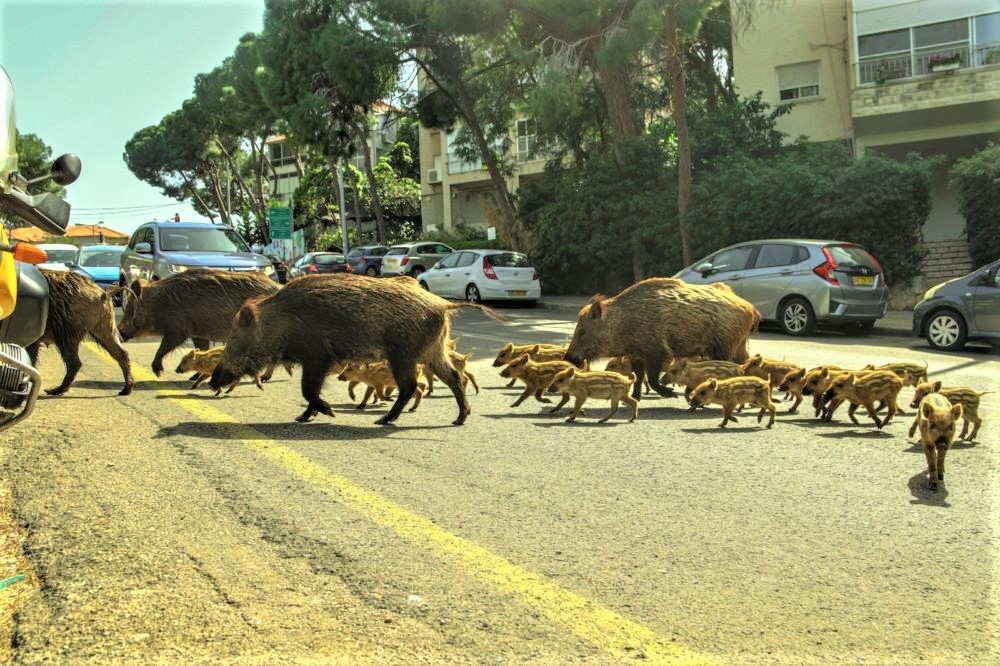 משפחות חזירים בחיפה (צילום: עומר מוזר)