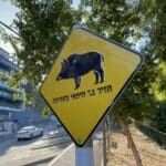 שלט – חזיר בר חיפאי בסביבה (צילום: ירון כרמי)