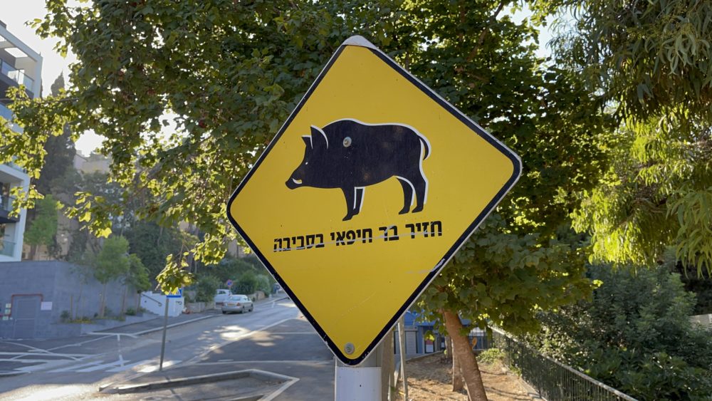 שלט - חזיר בר חיפאי בסביבה (צילום: ירון כרמי)