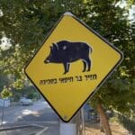שלט – חזיר בר חיפאי בסביבה (צילום: ירון כרמי)