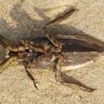 haipo news of haifa beaches injured 190821 (9)
