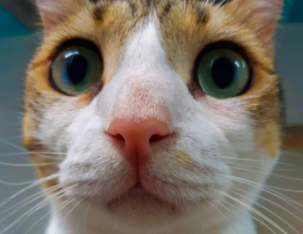 אלברט - חתול חיפאי (צילום: יואל וונדרמן)
