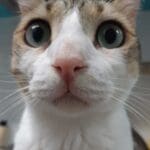 haipo news of haifa cat 230821