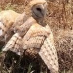 haipo news of haifa owl 050821 050821