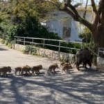 haipo news of haifa pigs 120821 (1)