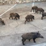 haipo news of haifa pigs 120821 (3)