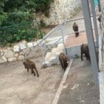 haipo news of haifa pigs 120821 (4)