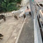 haipo news of haifa pigs 120821 (4)