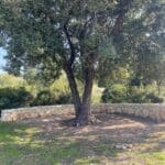רקית (צילום: אבנית סטרולוב)