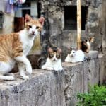 haipo-news-of-haifa-cats-090221-8-1000×667