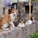 haipo-news-of-haifa-cats-090221-8-1536×1024