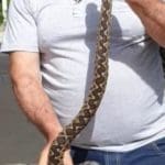 haipo news of haifa snake 020521