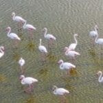 פלמינגו מדרום לחיפה (צילום רחפן: מרום בן-אריה)