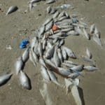 haipo news of haifa dead fish 121021 (10)