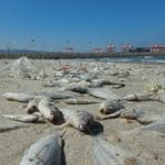 haipo news of haifa dead fish 121021 (4)