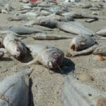 haipo news of haifa dead fish 121021 (4)