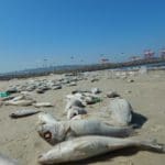 haipo news of haifa dead fish 121021 (5)