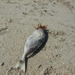 haipo news of haifa dead fish 121021 (7)