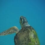 haipo news of haifa fish 101021 (7)