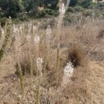 haipo news of haifa karta 011021 (7)