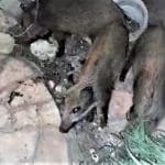 haipo news of haifa pigs 191021