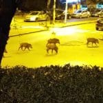 haipo news of haifa pigs 191021 (2)