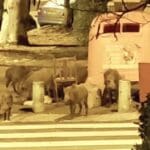 haipo news of haifa pigs 191021 (3)