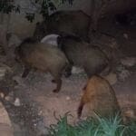 haipo news of haifa pigs 191021 (4)