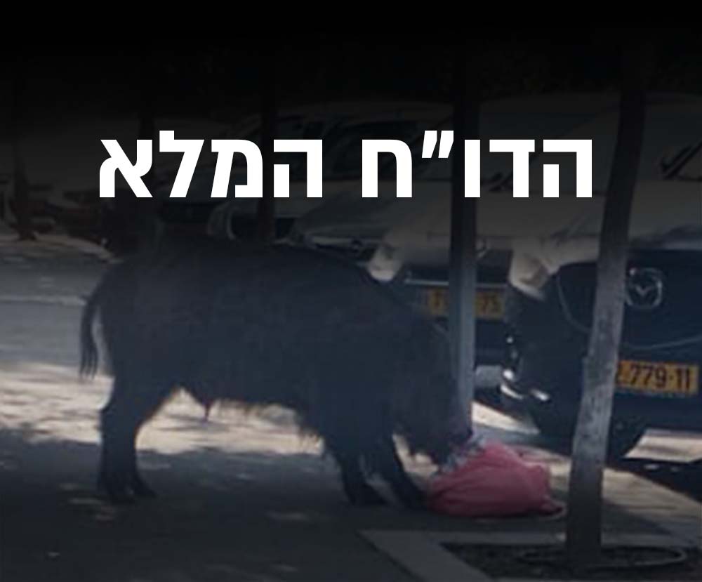 הדו"ח המלא אודות חזירי הבר בחיפה