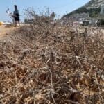 קוצים בטיילת הכט בין הטיילת לים (צילום: ירון כרמי)