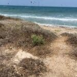 קוצים והזנחה בטיילת הכט בחיפה (צילום: ירון כרמי)