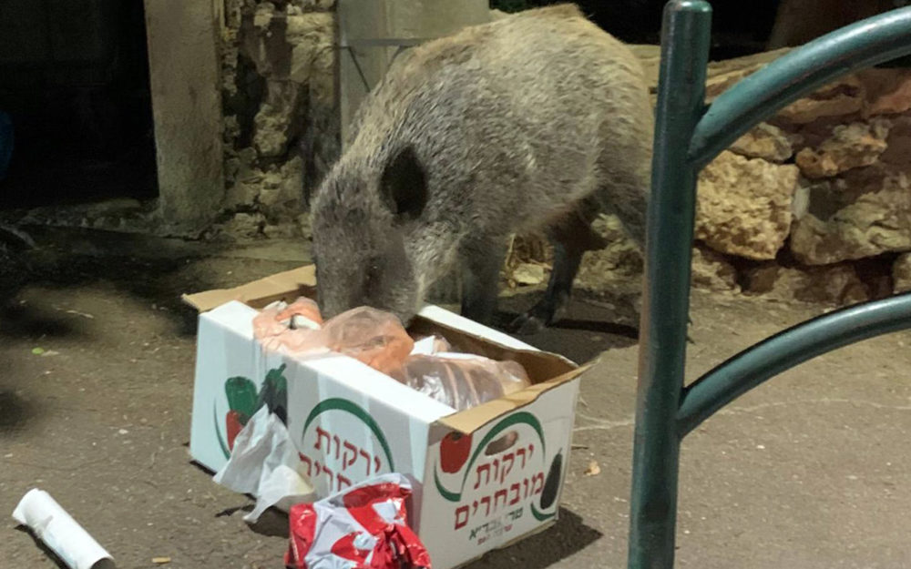 חזיר בר בשכונת כבביר בחיפה (צילום: שי כרמי)