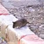 haipo news of haifa rats 081121