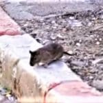 haipo news of haifa rats 081121