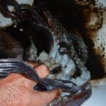 haipo news of haifa squid 291121 (10)