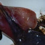 haipo news of haifa squid 291121 (12)