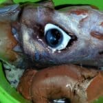 haipo news of haifa squid 291121 (13)