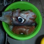 haipo news of haifa squid 291121 (14)