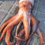 haipo news of haifa squid 291121 (16)