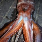 haipo news of haifa squid 291121 (3)