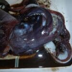 haipo news of haifa squid 291121 (6)