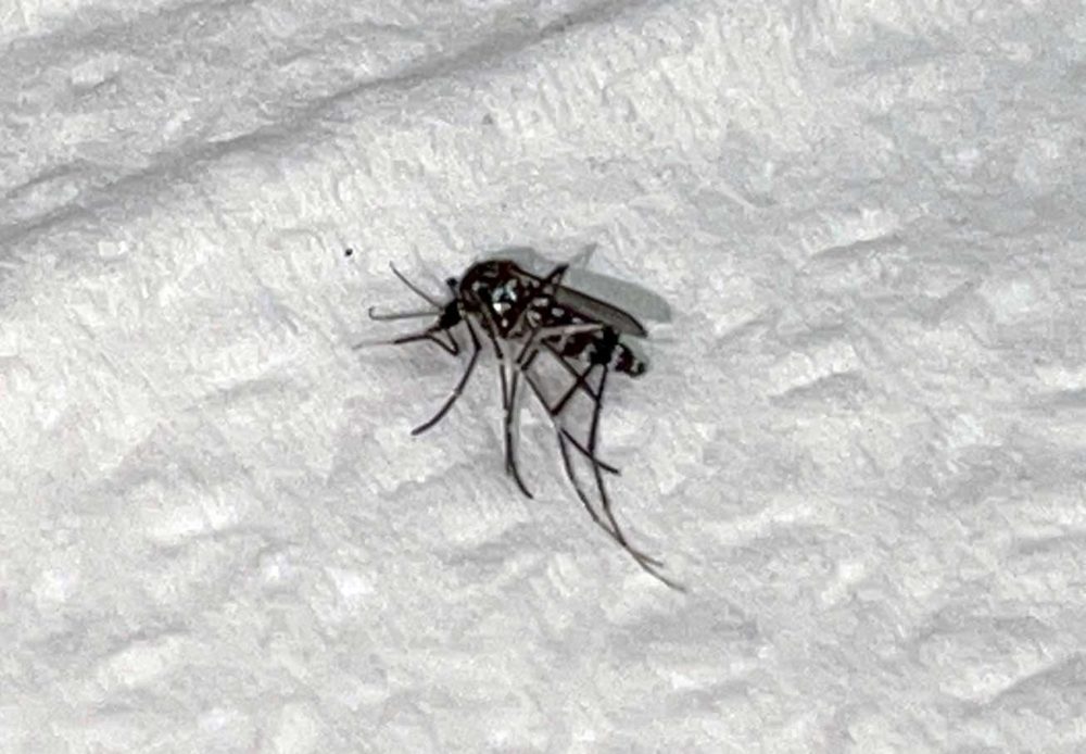 יתוש (צילום: ירון כרמי)