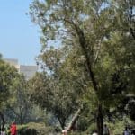 Haipo-news-of-Haifa-park-160421-4-1000×563