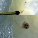 haipo news of haifa jelly fish 291221 (1)