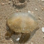 haipo news of haifa jelly fish 291221 (11)